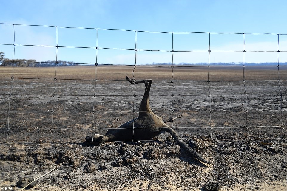 Xác của một con kangaroo nằm cạnh hàng rào trên đảo Kangaroo khi khu vực này bị hỏa hoạn quét qua.