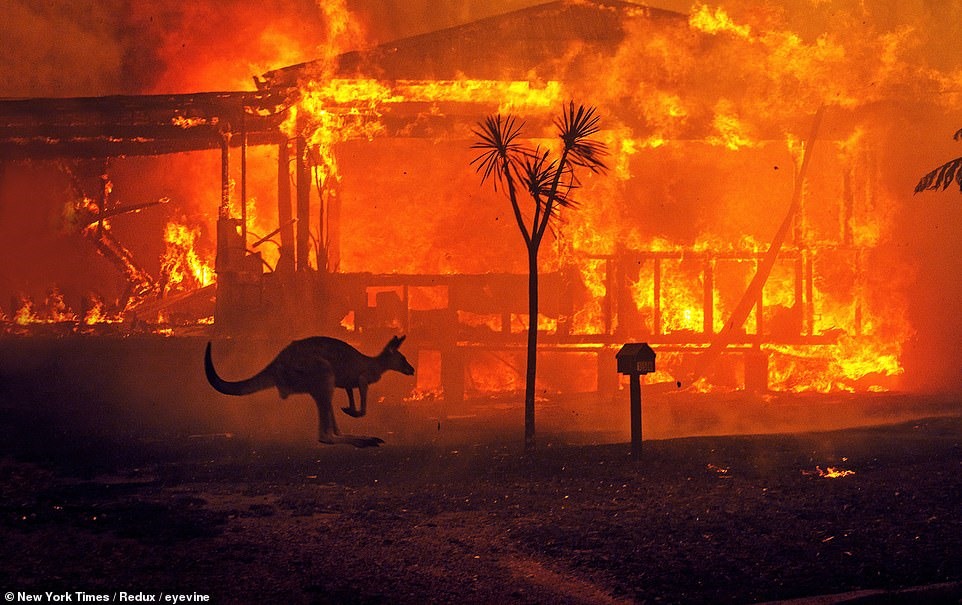 Một con kangaroo chạy qua một ngôi nhà đang cháy ở thị trấn Lake Conjola, bang New South Wales vào đêm giao thừa.