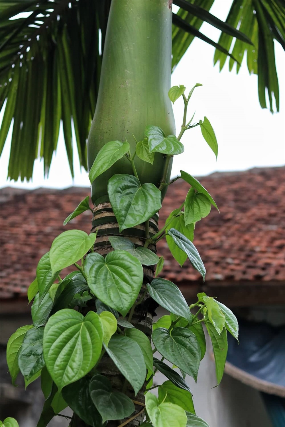 Trầu cau là 2 cây được trồng phổ biến ở Phú Lễ.