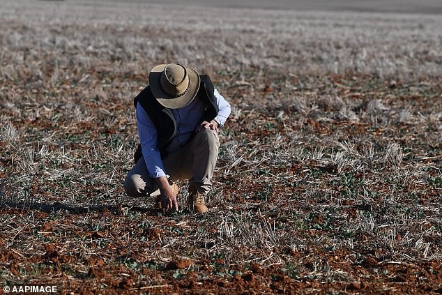 Nông dân ở bang Nam Australia đang đối mặt với tình trạng hạn hán nặng nề. Ảnh: Mail.