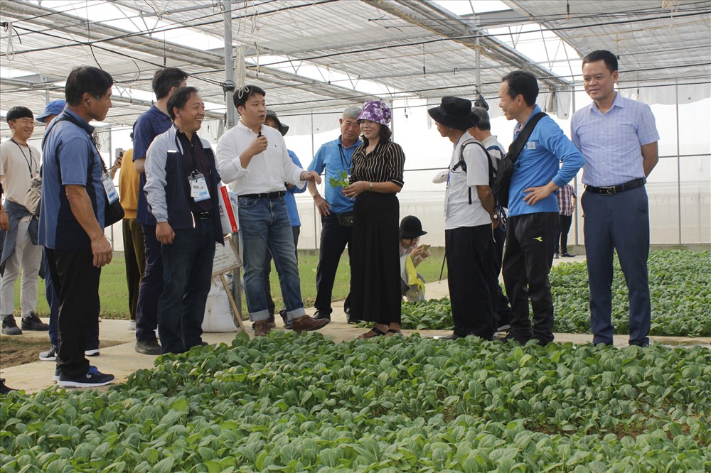 Chị Dung giới thiệu với khách hàng nước ngoài về mô hình trồng rau công nghệ cao. Ảnh: NT
