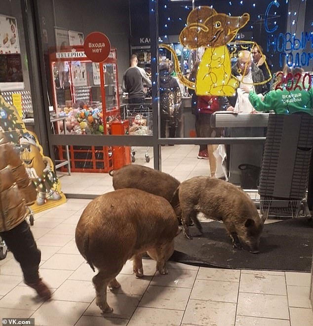 Ba con lợn bên trong cửa hàng trang hoàng rực rỡ dịp nghỉ lễ. Ảnh: Dailymail