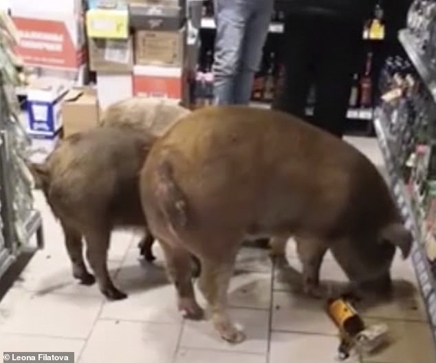 Ba con lợn đang thưởng thức rượu Cognac. Ảnh: Dailymail