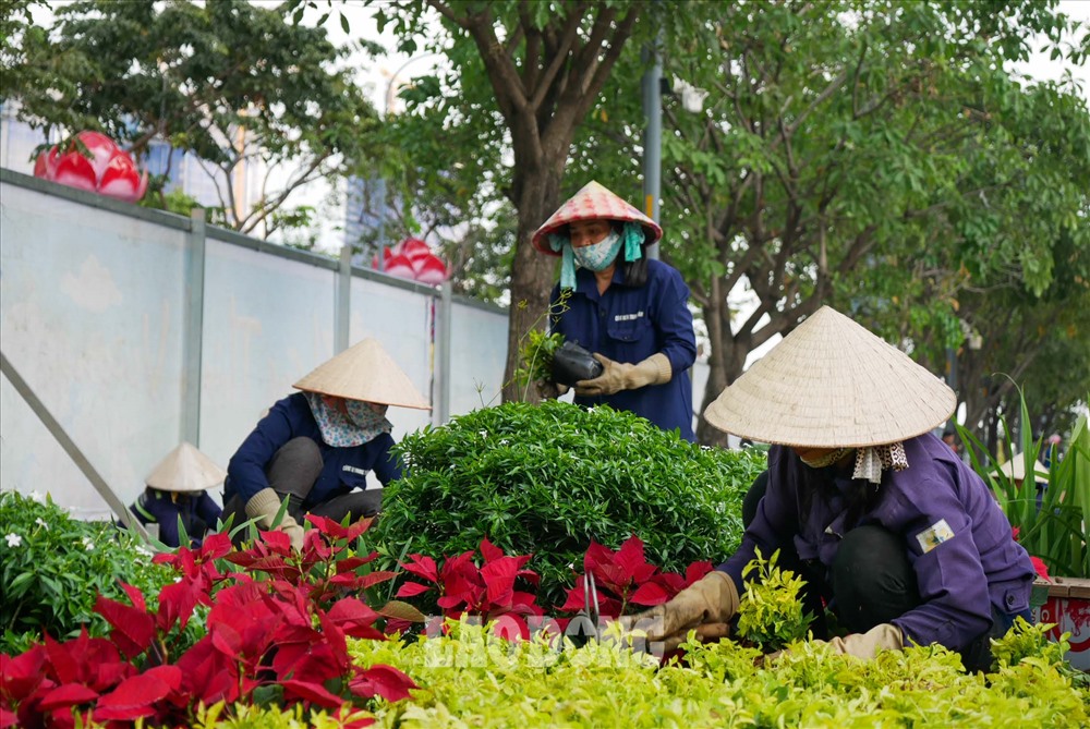 Tại phố đi bộ Nguyễn Huệ, hàng chục công nhân cũng đang tấp nập trồng cây.