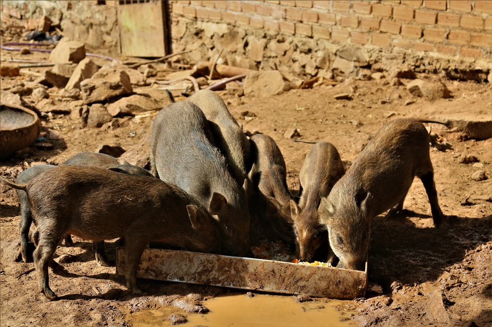 Mỗi còn lợn rừng đến lứa để bán có trọng lượng khoảng 30 đến 40kg. Ảnh; B.T