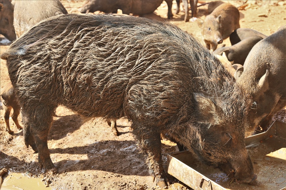 Lợn rừng nái dùng để gây giống có trọng lượng lên đến 100kg. Ảnh; B.T