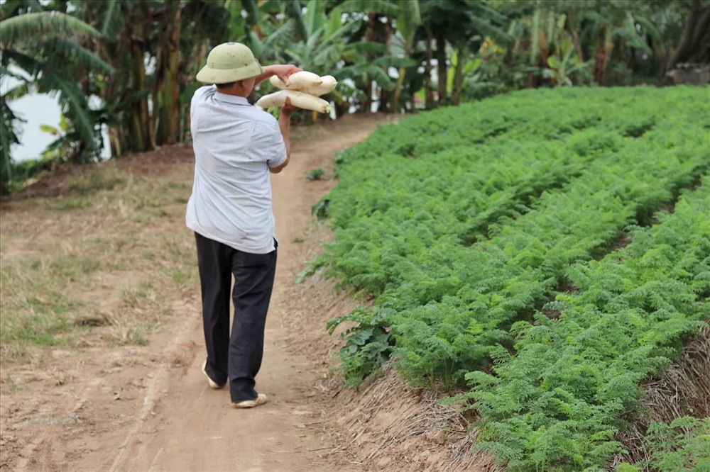 Anh Linh không ngại khó khăn, liên tục thử nghiệm các giống cây trồng mới cho năng suất cao.