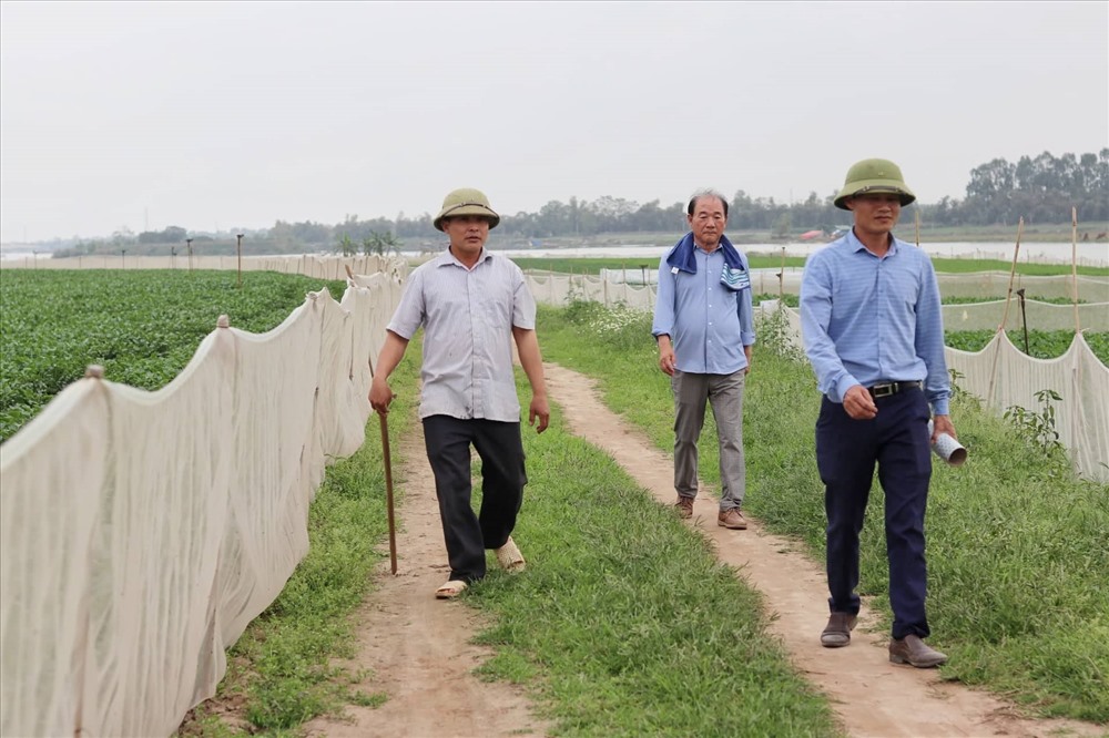 Nhiều doanh nghiệp thực phẩm Hàn Quốc đã đến thăm quan nông trại của anh Linh để hợp tác, đầu tư sản xuất.