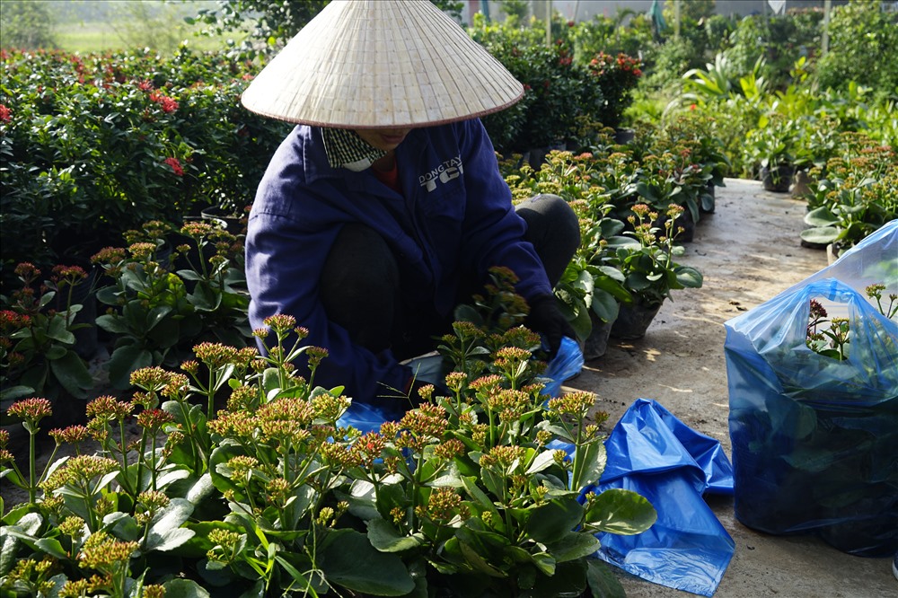 Nghề trồng hoa tạo việc làm cho hàng ngàn lao động, đem sắc Xuân về muôn nơi. Ảnh: QĐ