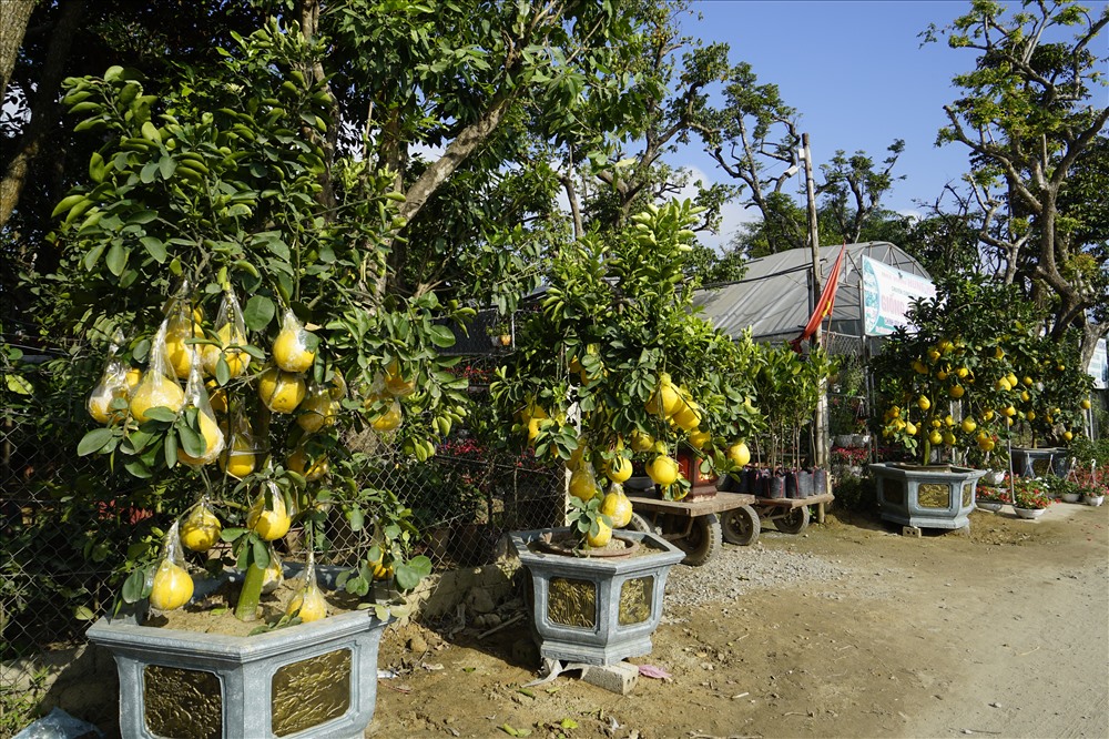 Chị Hương - chủ nhà vườn Hùng Hương (xã Nghi Phú) cho biết loại cây bưởi Diễn này có giá dao động từ 15 - 40 triệu đồng. Ảnh: QĐ