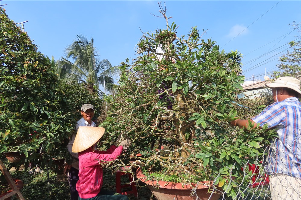 Lặt lá mai vàng cũng là một công đoạn quan trọng quyết định mai nở hoa đúng tết, để bảo đảm hoa nở đúng tết thì phải tính toán ngày lặt lá mai và thời tiết, kích cở nụ hoa. Ảnh: S.H