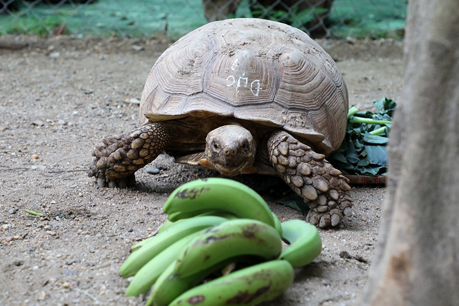 Loài rùa cực dễ chăm sóc nên thường được chọn nuôi như thú cưng, khá phổ biến trong thị trường chăm nuôi động vật cảnh ở Việt Nam.