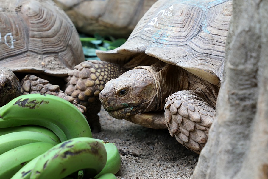 Loài rùa này là chúng hầu như không uống nước vì hầu hết nước được hấp thụ từ các thức ăn mà chúng sử dụng hằng ngày.