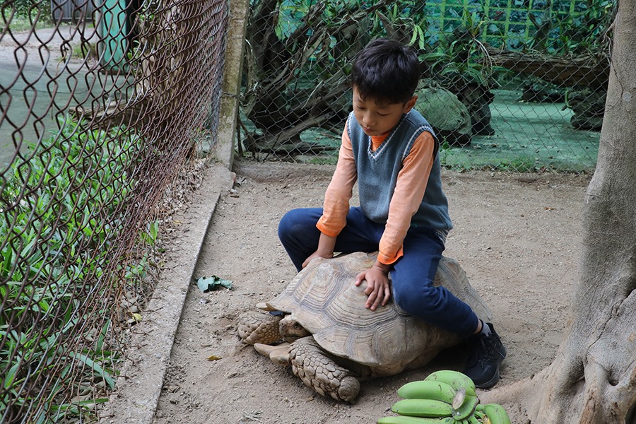 Loài rùa này du nhập về Việt Nam khoảng 5-6 năm trở lại đây chủ yếu từ Thái Lan và Trung Quốc, tuy nhiên tại trang trại ở Hà Nội đã nhập loại khổng lồ này về từ chính quê hương của nó.