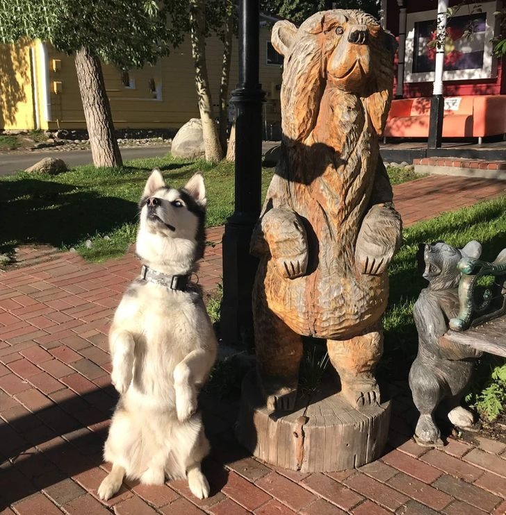 Chú chó Husky này đang bắt chước chiếc tượng bên cạnh. Nhiều bình luận trên mạng xã hội đặt tên cho chú chó là “chúa hề“, “ông vua hài hước” bởi hành động dễ thương đó. Chó Husky sở hữu đôi mắt hình quả hạnh nhân đặt cách nhau vừa phải và hơi xếch lên nên điều này cũng khiến nó trở nên ngộ nghĩnh hơn. Ảnh: Brightside