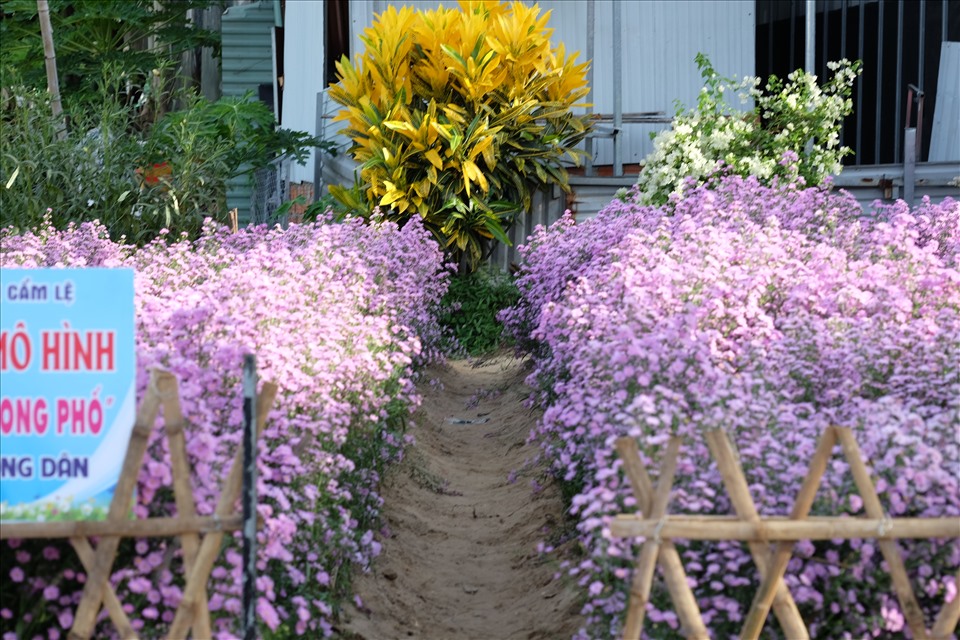 Hoa thạch thảo thường được trồng ở Đà Lạt vì loài hoa này chỉ phù hợp với khí hậu mát mẻ, từ 18 đến 28 độ C. Tuy nhiên, để trồng và ra hoa ở Đà Nẵng, thì phải có một quy trình chăm sóc bài bản. Ảnh: H.M