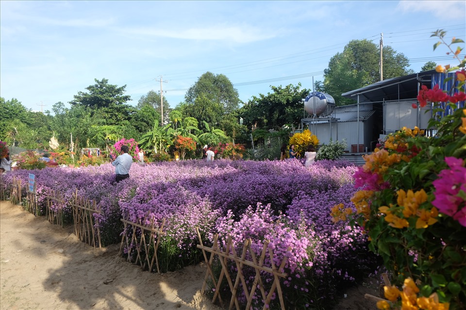 Đây là lần đầu tiên hoa thạch thảo được trồng thí điểm ở Đà Nẵng nên khá nhiều bạn trẻ đến tham quan, chụp ảnh. Ảnh: H.M