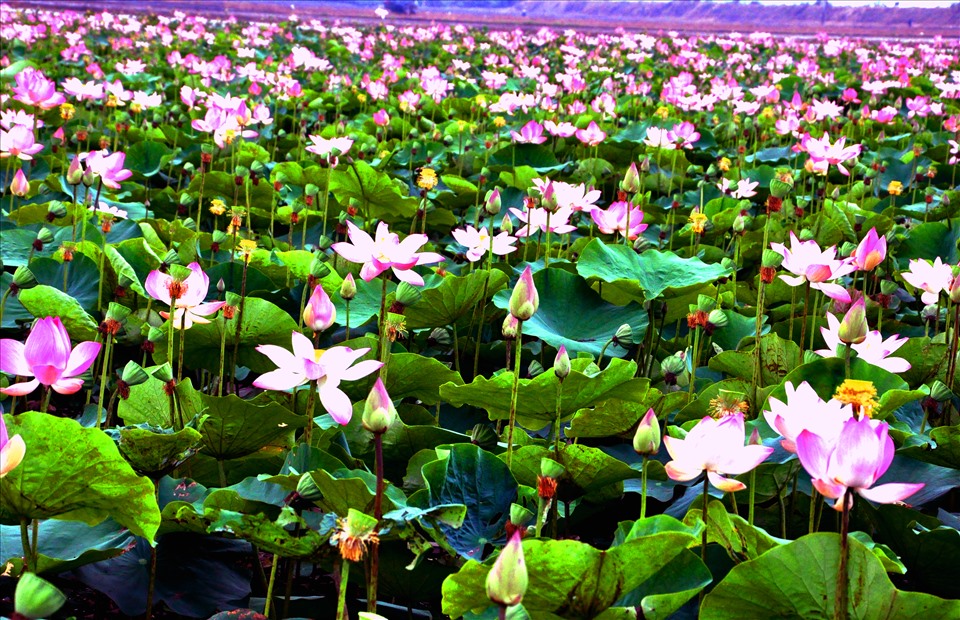 Đồng Tháp - Đất Sen Hồng - Dong Thap, land of Pink Lotus Đến Đồng Tháp, bạn sẽ được ngắm nhìn những thửa ruộng, đồng lúa và nhiều ao sen với màu hồng ấn tượng. Đây là một địa điểm du lịch tuyệt vời để cảm nhận vẻ đẹp thiên nhiên đầy mê hoặc với những cánh sen hồng rực rỡ.