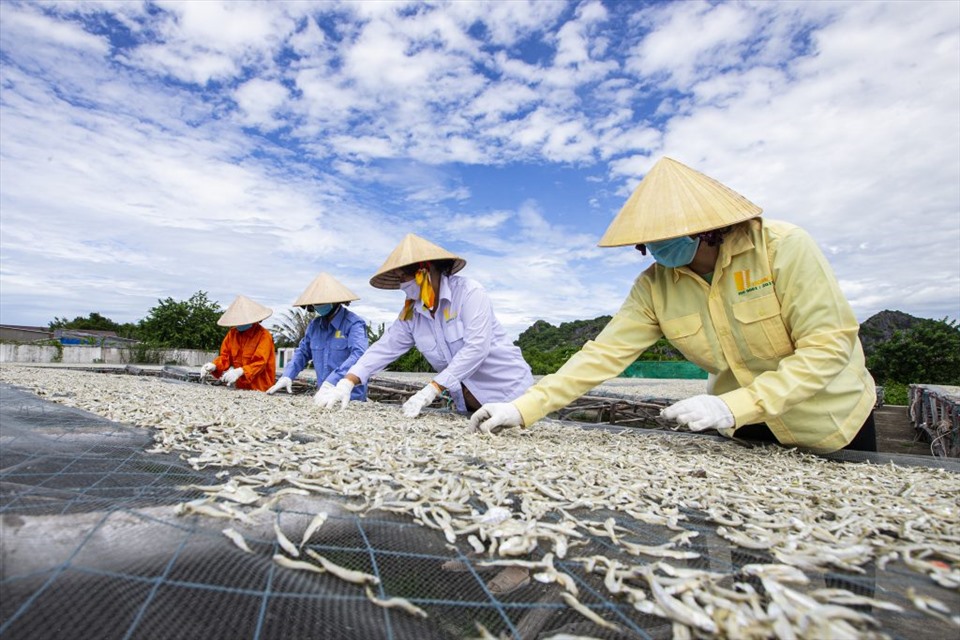 Bức ảnh đạt Giải Nhì “Đảo cá – sâm phơi cá cơm” của  Công ty Cổ phần xuất nhập khẩu Kiên Giang.