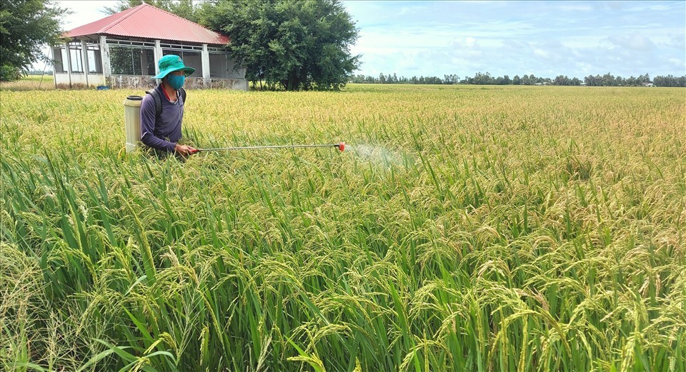 Nông dân Vĩnh Thuận vẫn cố gắng phun xịt thuốc trừ đạo ôn cổ bông hy vọng cứu vớt được phần nào diện tích lúa còn lại. Ảnh: PV