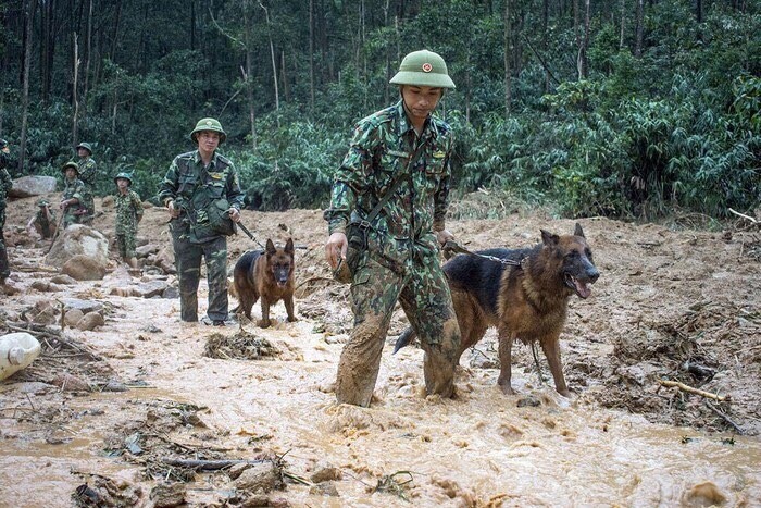 Chó nghiệp vụ tìm kiếm những người mất liên lạc tại khu Tiểu khu 67, Trạm kiểm lâm Sông Bồ bị sạt lở. Ảnh: Bộ Đội Biên phòng.