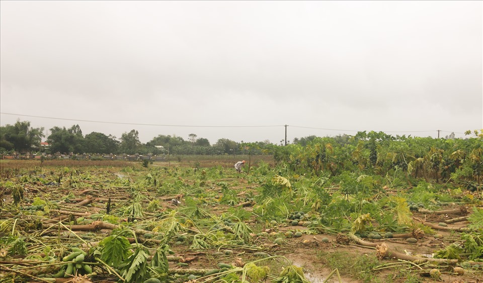 Hàng ngàn cây đu đủ nằm ngổn ngang, xơ xác sau khi cơn lũ đi qua tại vùng trồng rau chuyên canh Bàu Tròn (xã Đại An, huyện Đại Lộc, tỉnh Quảng Nam). Đây được xem là làng rau lớn bậc nhất tỉnh Quảng Nam.