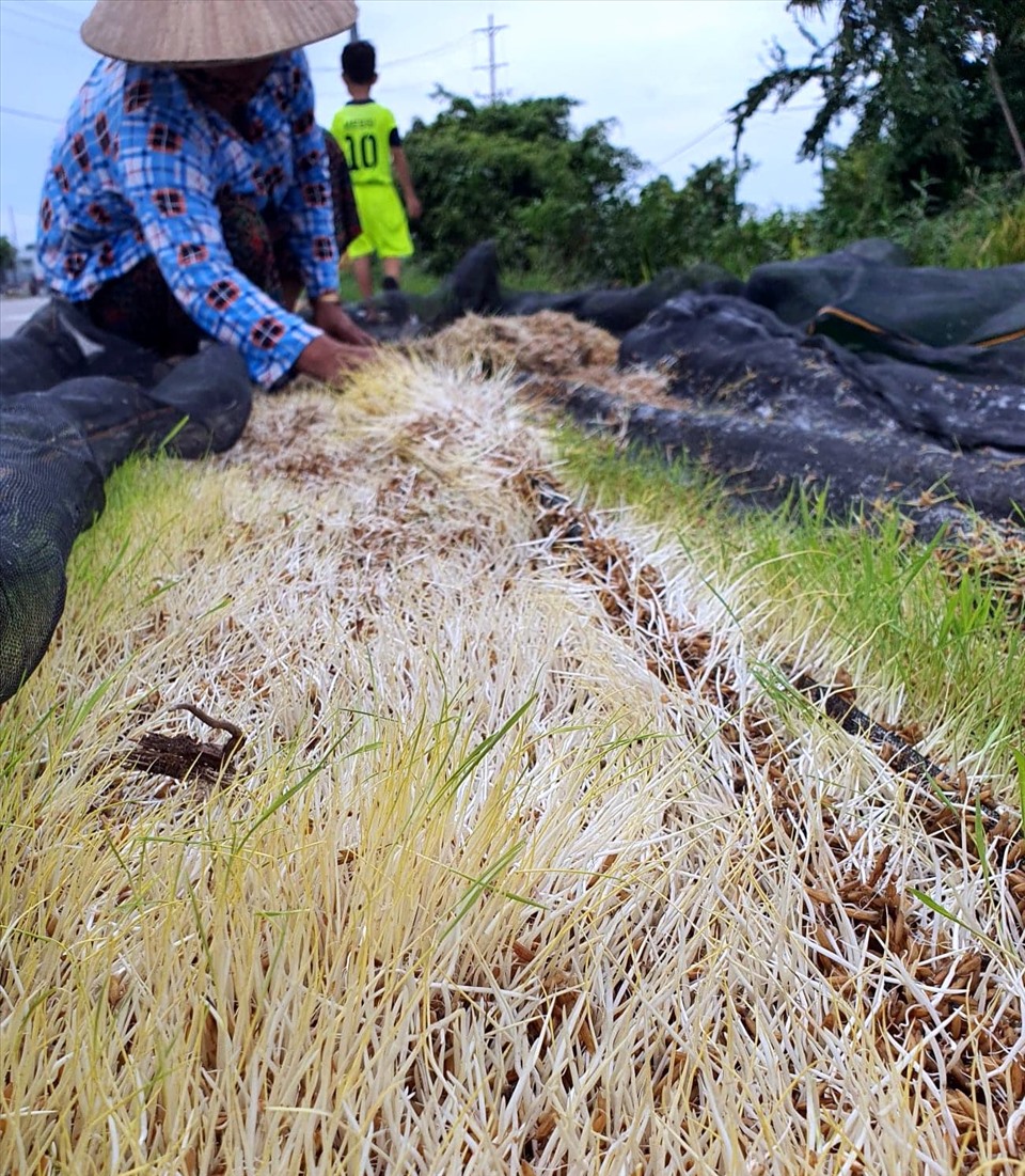 Người dân Thành phố Bạc Liêu phơi lúa đã đầy mần sau 10 ngày liên tiếp mưa dầm (ảnh Nhật Hồ)
