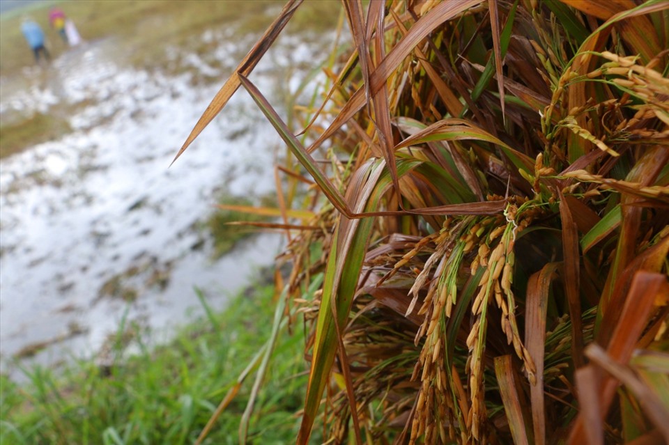Cận cảnh những ruộng lúa bị lên mọng vì ngập nước.