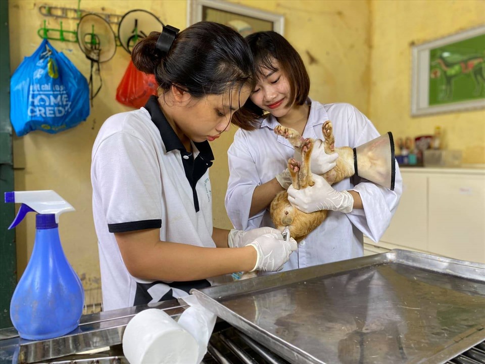 Loan và Khánh đang sát trùng vết thương và kiểm tra cho bé mèo.