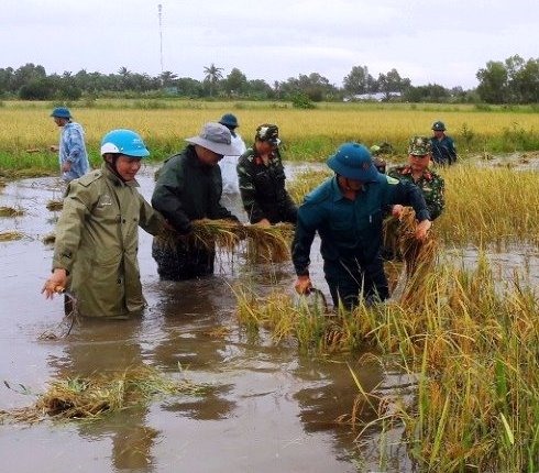 Ban chỉ huy quân sự huyện Trần Văn Thời, Cà Mau huy động nhiều cán bộ, chiến sĩ giúp dân thu hoạch lúa (ảnh Anh Quốc)