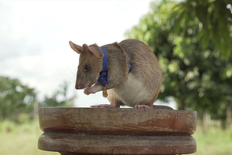 Magawa - con chuột dò mìn ở Campuchia - đã nhận được huy chương danh giá trong thế giới động vật. Ảnh: PDSA/ AFP