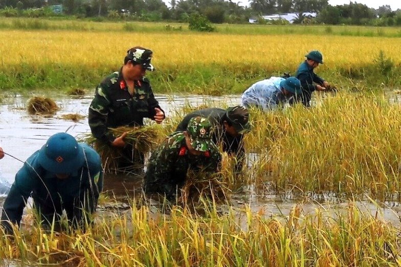 Bộ đội giúp dân cắt lúa tại huyện Trần Văn Thời, Cà Mau (ảnh Anh Quốc)