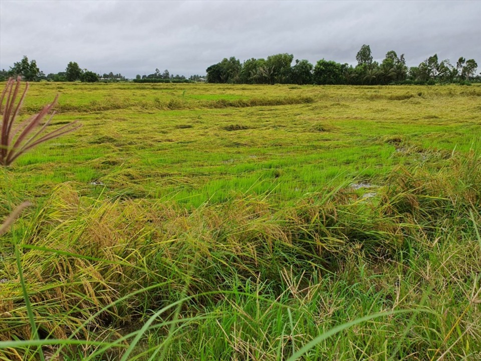 Lúa chín rụt ngoài đồng không thu hoạch được do mưa bão kéo dài (ảnh Nhật Hồ)