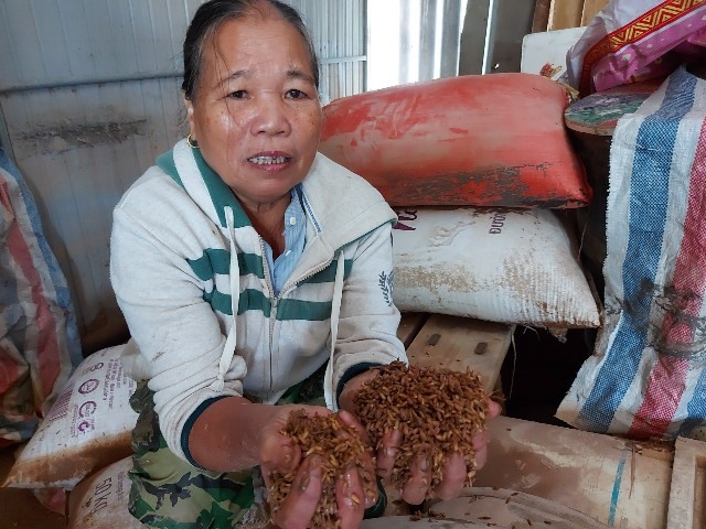 Bà Cao Thị Đậu ở thôn Kênh xã Cẩm Thành, huyện Cẩm Xuyên có hơn 1 tấn lúa bị ướt, hư hỏng. Ảnh: TT.