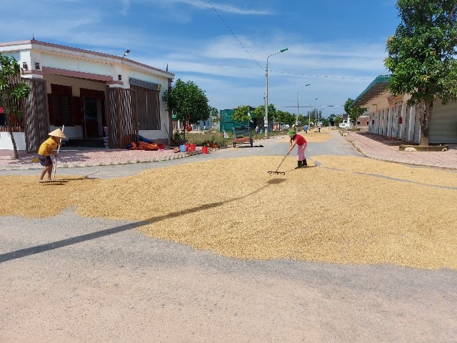 Trên các ngã đường, rất nhiều hộ dân đưa lúa ướt bị ngập lụt ra phơi. Ảnh: TT.