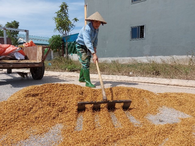 Người dân cho biết, lúa bị ngâm đã mùi chua, nảy mầm phơi cho gia súc ăn chứ người không thể ăn được nữa. Ảnh: TT.