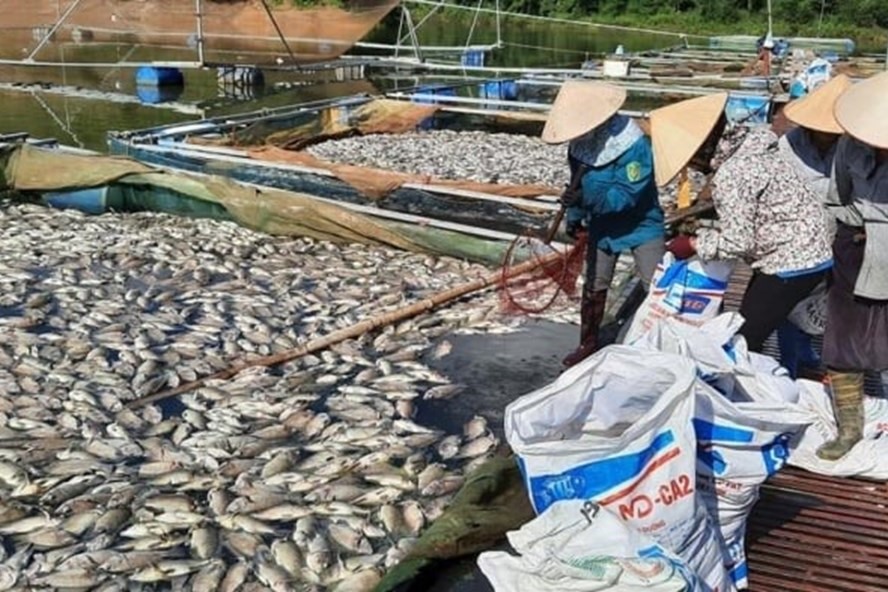 Khoảng 60 tấn cá chuẩn bị thu hoạch, xuất bán đã chết nổi trắng mặt hồ nhưng chưa rõ nguyên nhân. Ảnh: Chuyên Nguyễn