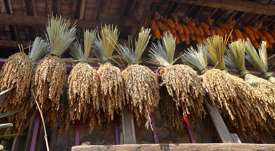 Những bông lúa hạt to nhất, đẹp nhất được người Tày giữ lại làm thóc giống cho vụ mùa sau.
