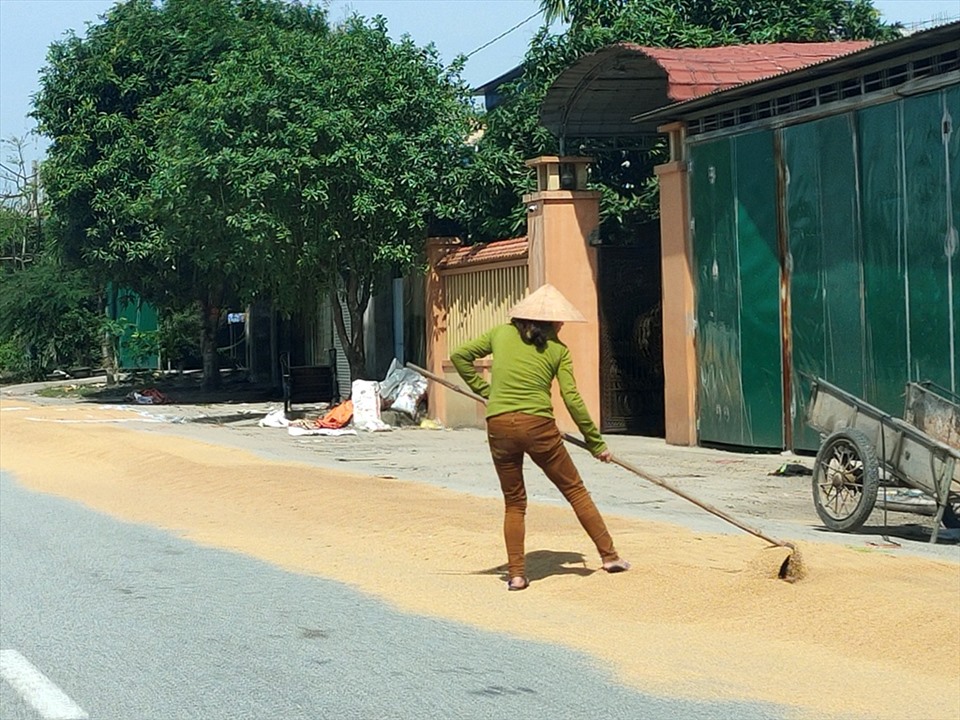 Lúa của người dân bị ngập lũ, được phơi tràn ngập trên Quốc lộ 1A (đoạn qua huyện Cẩm Xuyên, Hà Tĩnh). Ảnh: Quách Du