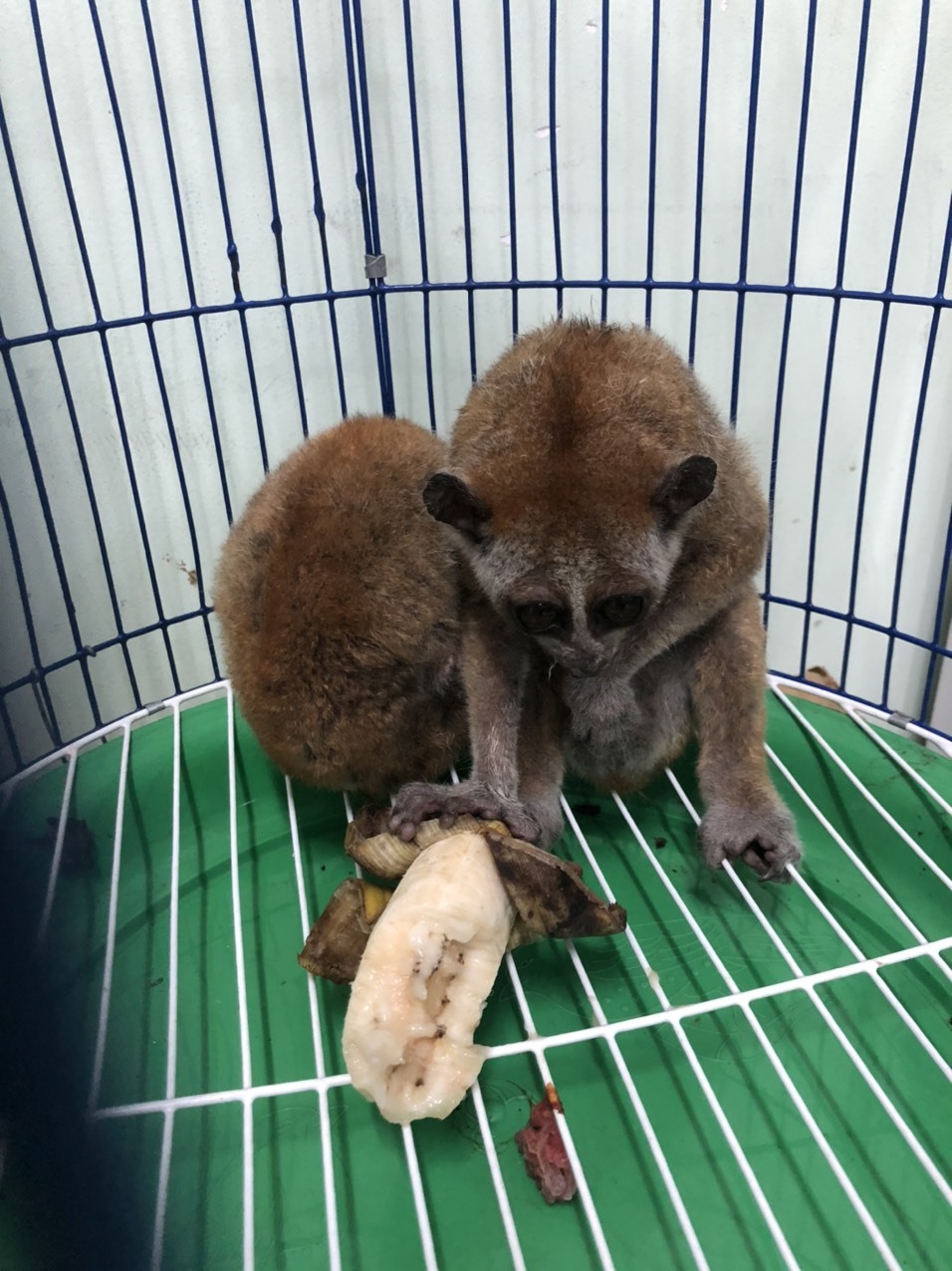 2 cá thể culi được giải cứu khỏi một đối tượng buôn bán động vật hoang dã trên Internet tại thành phố Thủ Dầu Một ngày 31.05.2020, Ảnh: ENV