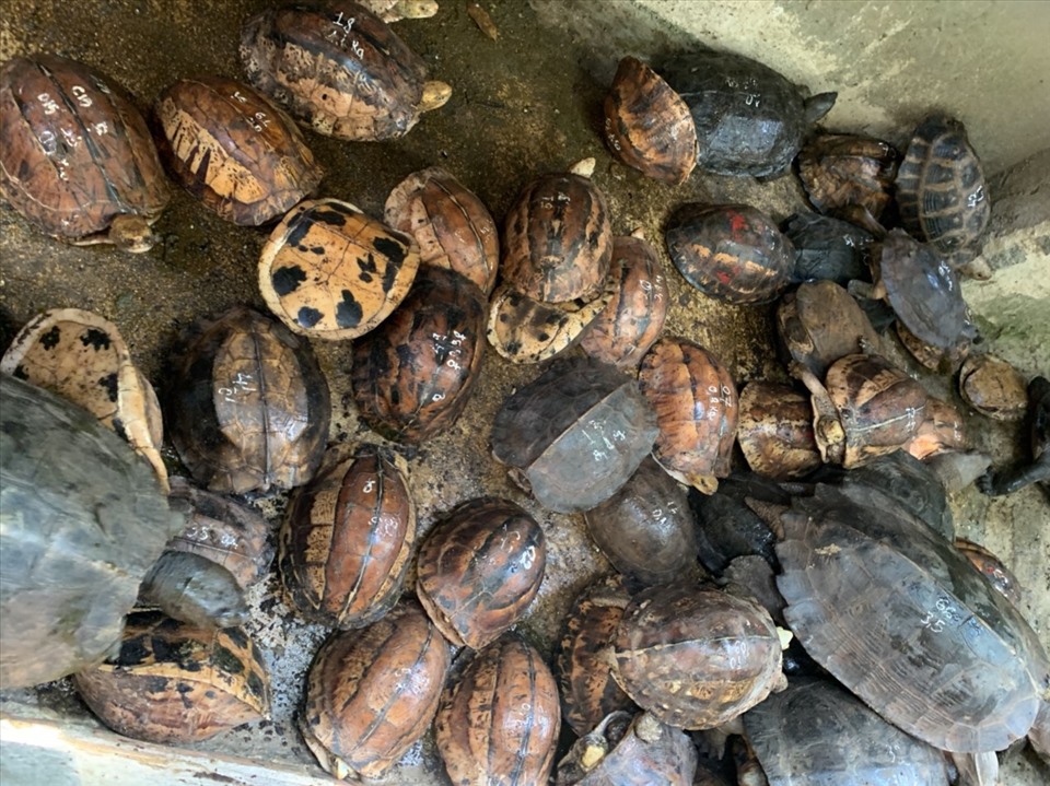 127 cá thể rùa các loài đã bị thu giữ tại nhà một đối tượng tại Buôn Ma Thuột ngày 8.5.2020. Ảnh: ENV