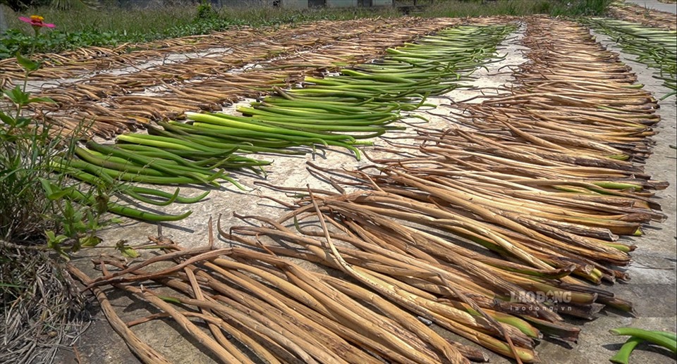 Ông Nguyễn Thanh Bạch, Phó Chủ tịch Ủy ban nhân dân xã Vĩnh Hòa Hưng Bắc, huyện Gò Quao (Kiên Giang) cho biết: “Cây lục bình tạo công ăn việc làm cho lao động địa phương. Nhân công thu nhập khá từ nghề này và họ được tập huấn làm theo quy trình các khâu bài bản. Đây cũng là mô hình kinh tế tiêu biểu, điểm sáng góp phần xây dựng nông thôn mới cho huyện Gò Quao, hướng đến mục tiêu giảm nghèo bền vững”.
