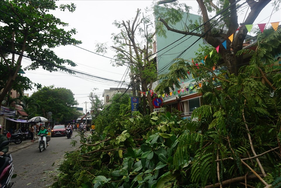 Nhân viên Công ty Công viên - Cây xanh Đà Nẵng  cũng ráo riết cắt tỉa cành cây, tránh gãy đổ trong bão. Ảnh: Hữu Long