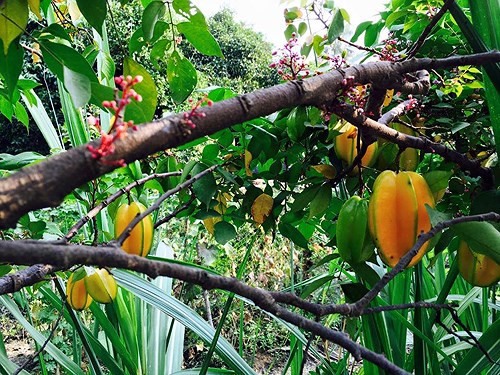 Hàng loạt trái cây, rau củ được Việt Trinh trồng trong vườn.