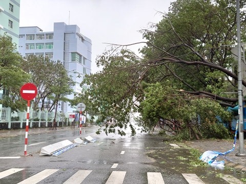 Hiện trời vẫn đang mưa lớn và có gió giật mạnh, cây cối trên đường phố Đà Nẵng đã bị quật đổ. Ảnh: Hải Sơn