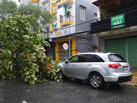 Sáng ngày 28.9, bão số 9 đổ bộ vào Đà Nẵng gây mưa lớn và gió giật mạnh khiến cây cối trên nhiều tuyến đường bị quật đổ ngã. Ảnh: Hải Sơn