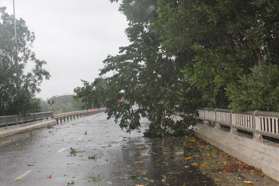 Cây cối đổ ngã ven đường từ Tam Kỳ lên huyện Phú Ninh.