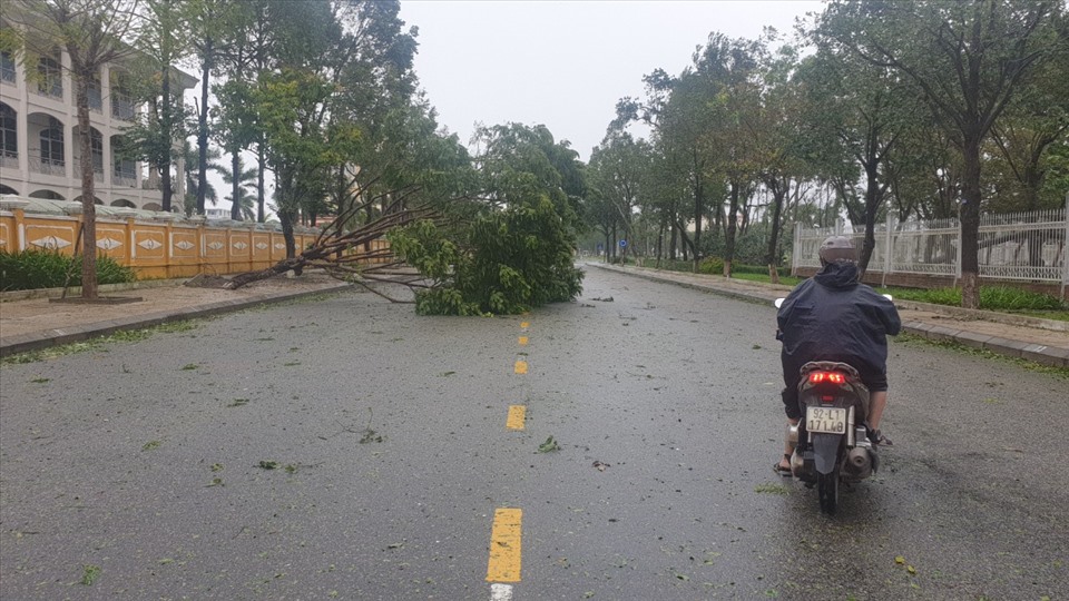 Hàng loạt cây xanh ở tuyến đường Trần Phú.