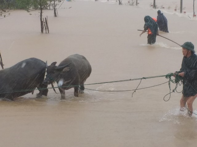 Cảnh người dân dắt gia súc đi chạy lụt ở Hà Tĩnh trong đợt lũ lụt lịch sử vừa qua. Ảnh: CA.