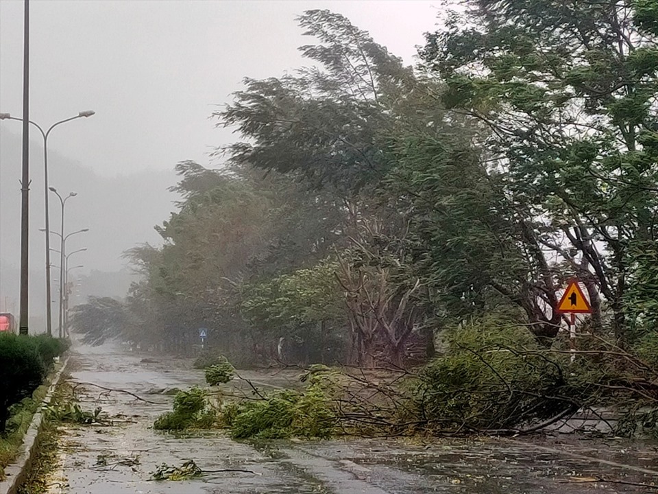 Bão số 9 khiến hàng loạt cây trên địa bàn huyện Phú Lộc (Huế) bị gãy đổ. Ảnh: Q.D